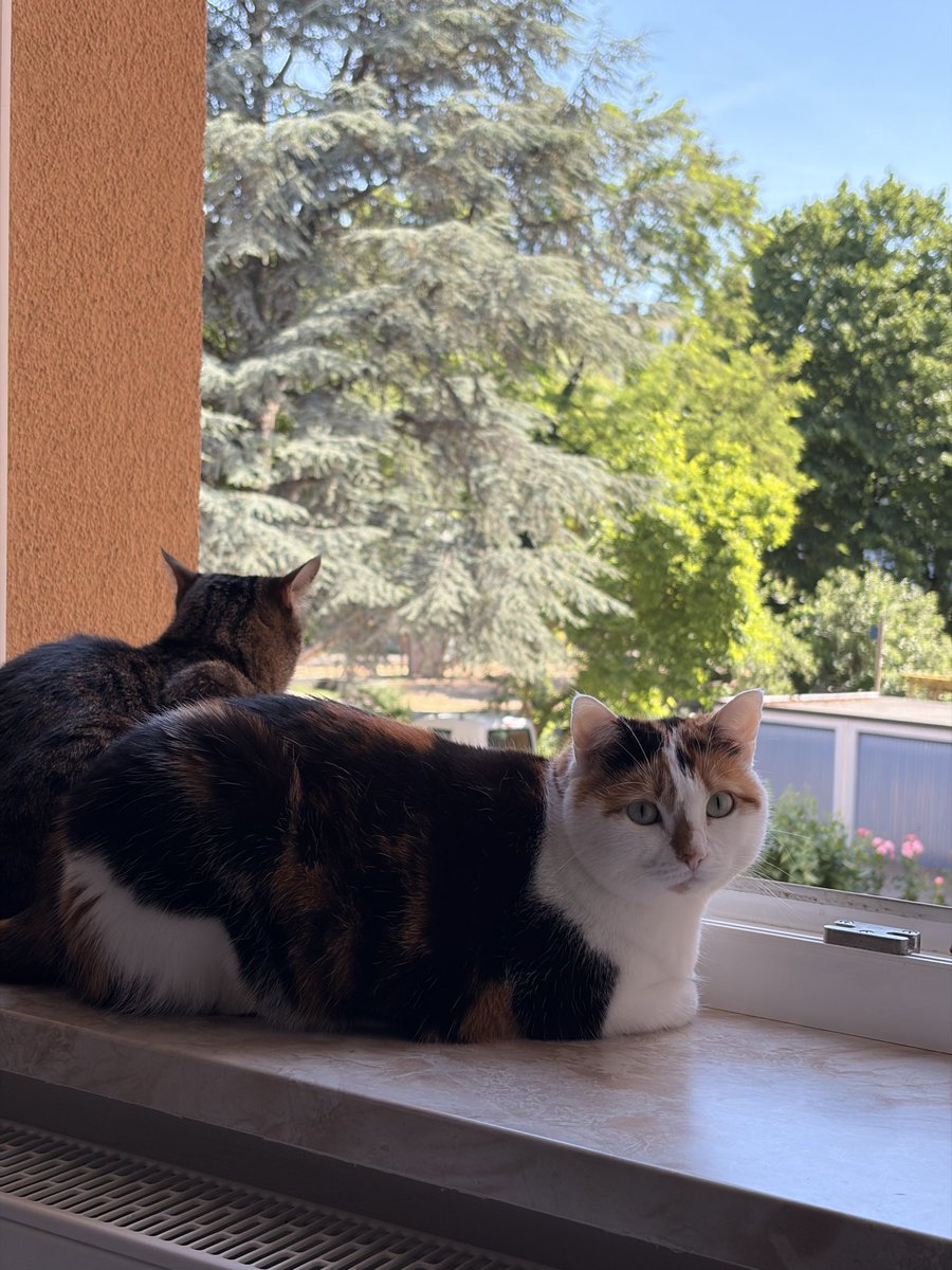 cryptostarter9's tweet photo. @CuteAdorableCat dont show me this .. i go tomorrow for two weeks !! leaving them behind https://t.co/cIfQfhZu2A