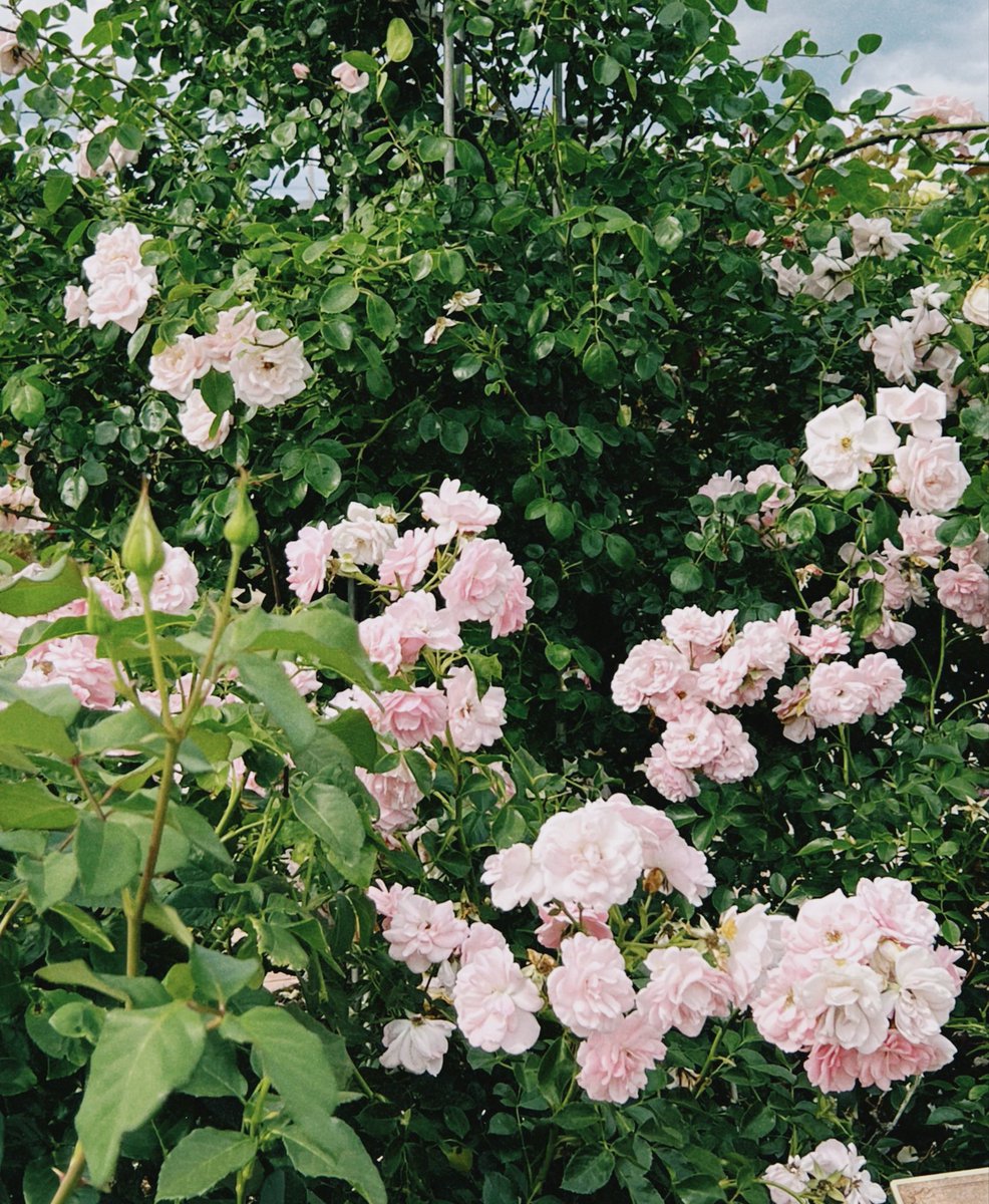 4yle_my's tweet photo. ︎︎︎︎︎
　　　傾慕の華 🥀⋆　￤　享楽
 ︎︎︎︎︎ https://t.co/po54K0GgoC