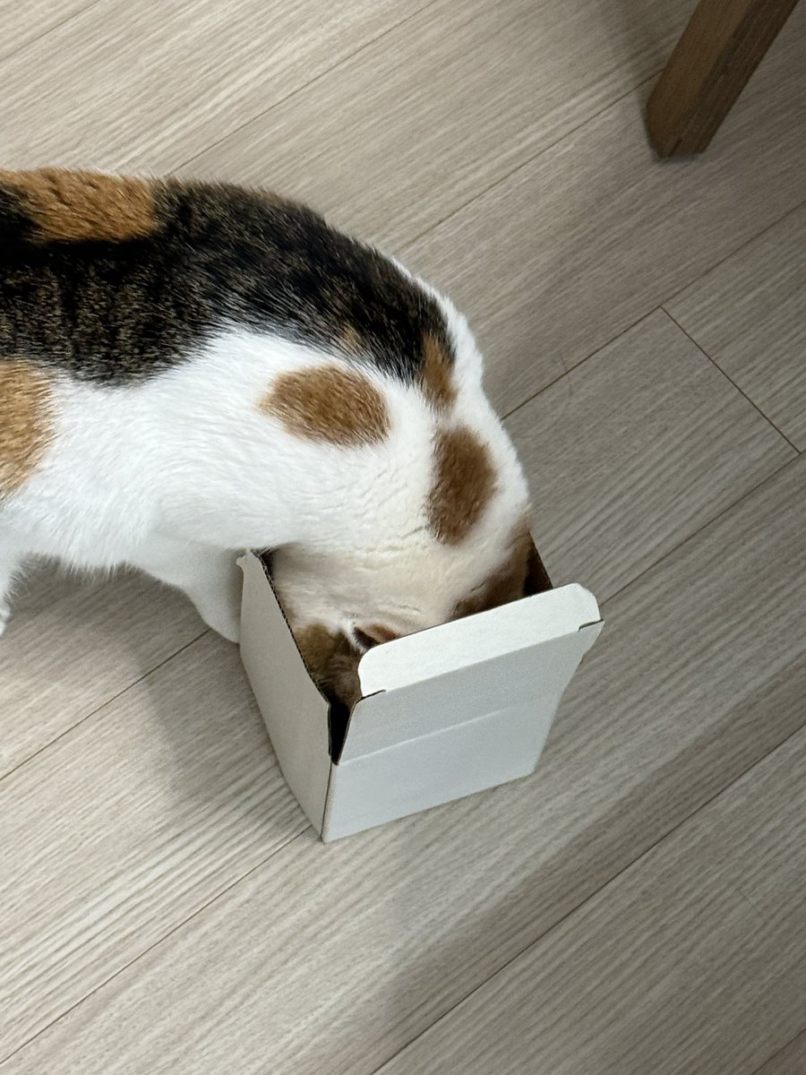 tarriethecat tweet picture