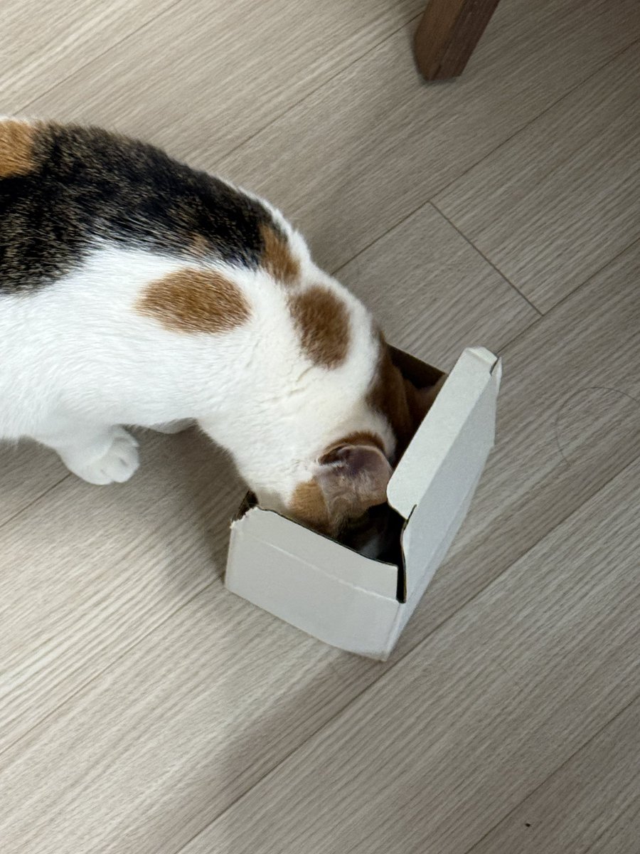 tarriethecat tweet picture