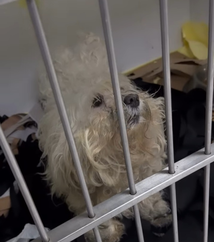 YHKgrevli's tweet photo. BEŞİKTAŞ BELEDİYESİ GÖSTERMELİK SAYFANIZDA BİR YIL ÖNCEKİ HAYVANLARIN RESİMLERİ DURUYOR KORUMAYA ALINANLAR DAHİL. ORTAKÖY MEDİKO VE MEF KAFESLERİNDE ESİR ETTİĞİNİZ YENİ HAYVANLARIN YUVA İLANLARI NEDEN YOK?
https://t.co/3HtMqU5Hwa https://t.co/LNYpAYH9n7