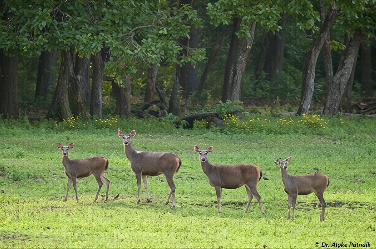 draloke's tweet photo. A group of Sambar deer
Similipal NP, Odisha
15th June 2026 https://t.co/AA8rZhoGZz