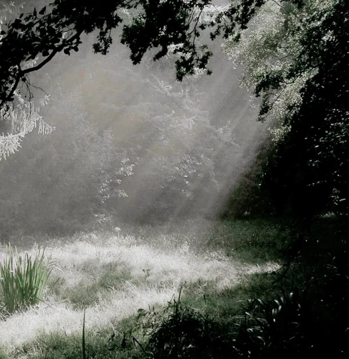 _noblemaiden's tweet photo. Spending time in the woods 🍃 https://t.co/O5Qf8KVg2s