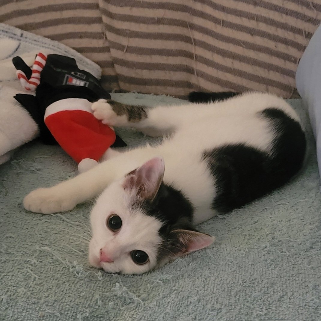 CatCheezeburger's tweet photo. #ForceFriday Memory
June 19, 2024
Appx. 9.25 weeks old
L🍄VE, Jedi Mushroom Skywalker!
#catoftheday
#catsoftwitter
#StarWarsCats
#StarWars
#MayTheForceBeWithYou
#MayThePawsBeWithYou https://t.co/6Vi8eQKK84