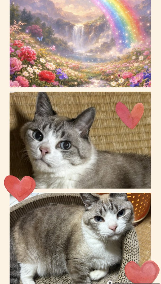 358smr's tweet photo. 先輩猫くん6月20日11時17分
虹を渡りました
15年間癒しをありがとう
明日最後のお別れ(火葬予約完了)

6月は旦那、母、兄の法要 済
今月  キツイ https://t.co/5X5cwrnFsm