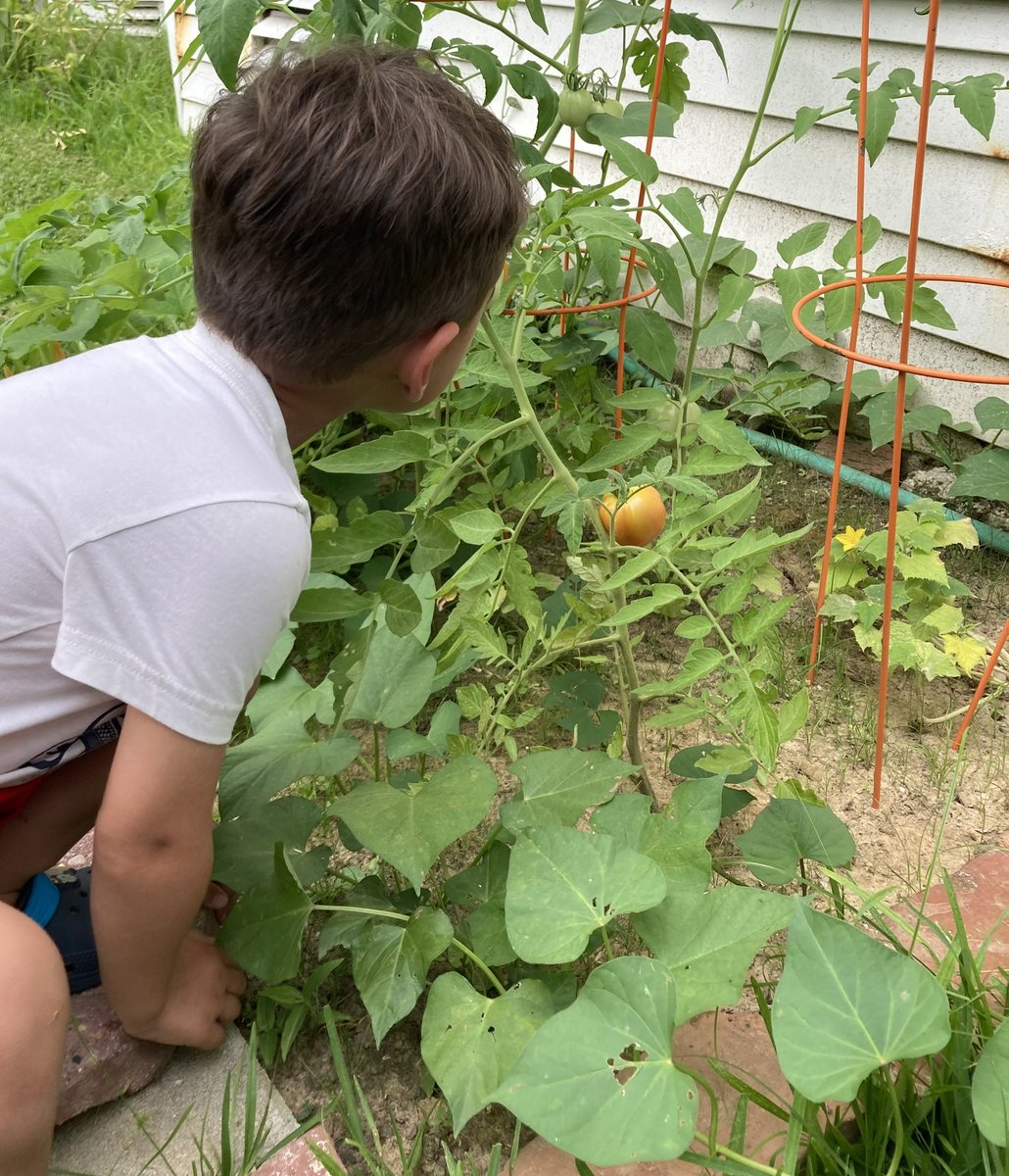jonzenko's tweet photo. Tomato, tomate 🍅 https://t.co/2FsVnjBQTs