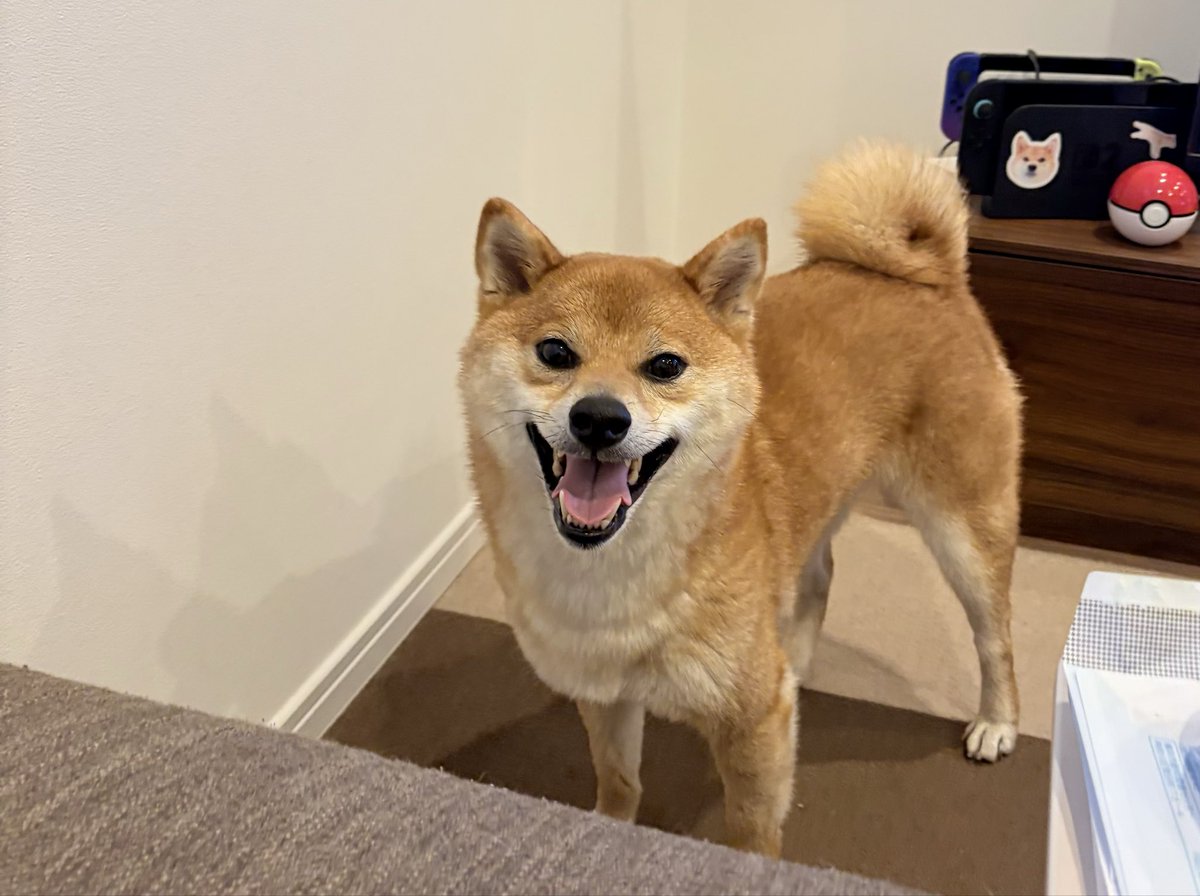 豆柴べにまる (@benimaru1shiba) / Posts / X
