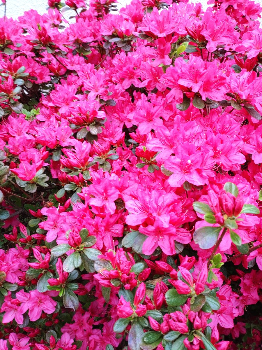pine_bell tweet picture