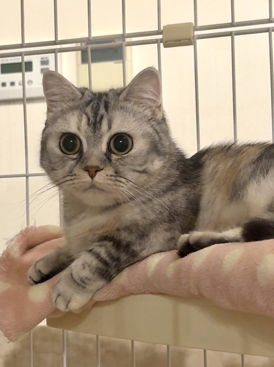 ほのか🐱のじかんにゃ！ にゃにゃ！ おめめまんまるーー💓 まだ寝ない