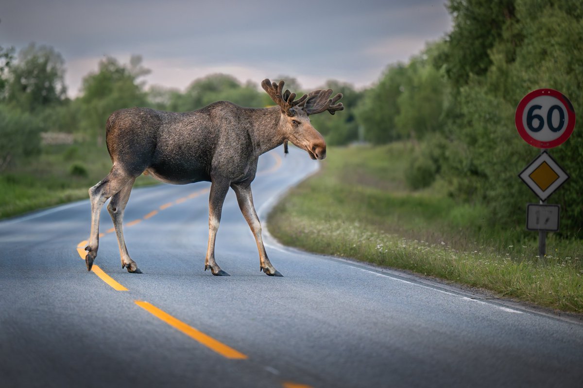 ChartRoom0nX's tweet photo. Vehicle collisions involving moose https://t.co/Wtt8IvOOb8
