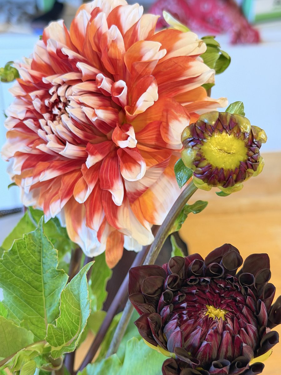 sn00pyh's tweet photo. とてもありがたい事に、#朝ドレファーミ で手頃な値段でお花を買うことができるのです。ここの所、ご近所のお花を楽しませてもらってましたが、雨の本日は家の中で楽しむべくダリアをゲット。#小田原 #お花のあるくらし https://t.co/HpzdIxJzVM