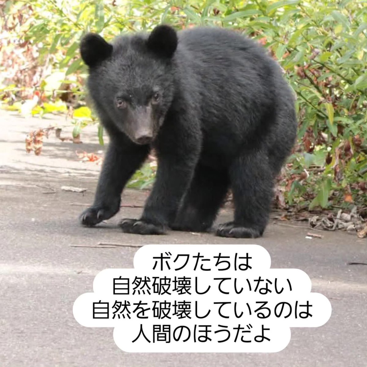 ピューマちゃん tweet media