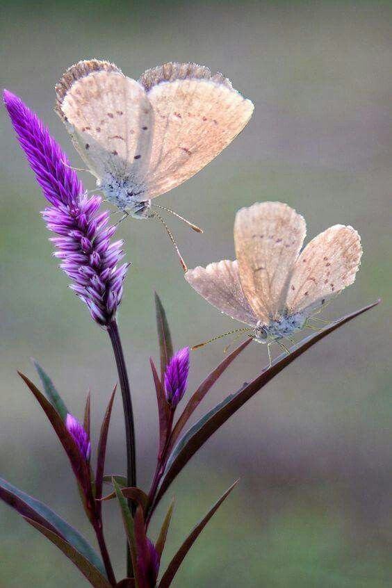 pkjhgldsa37475's tweet photo. The butterfly has found the gentlest resting place on the tips of the flowers of time. It is as beautiful as a delicate ink-wash painting!💃🦋
Butterflies flutter amongst the flowers, and the flowers follow; the tranquillity of this moment is so beautiful that one dares not disturb it. The sunshine is just right, and the breeze is gentle; seeing this scene, I wonder if it hasn’t softened all your hearts, my friends. Have a lovely weekend, everyone!💃🦋