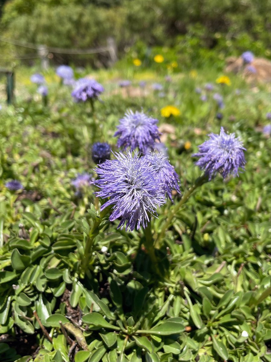 mufuu_3's tweet photo. 手をつないで散歩する。

花をみる、
虫に驚く、
鳥のさえずりに耳をかたむける。

ただそれだけの素晴らしい日々。 https://t.co/LTQEqzyvec
