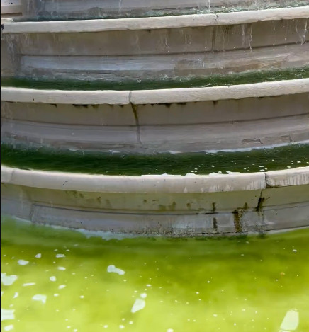 JCQDSE's tweet photo. Trump avec son bassin présidentiel plein d'algues est en plein Greenwatergate.

La mairie de Paris a fait pareil, façon petit bras : la fontaine des Innocents (16e siècle), rénovée avant les JO pour 4,5 millions d'euros, est dans le même triste état. Et cernée de rats, en prime. https://t.co/sSl5yZNAdy