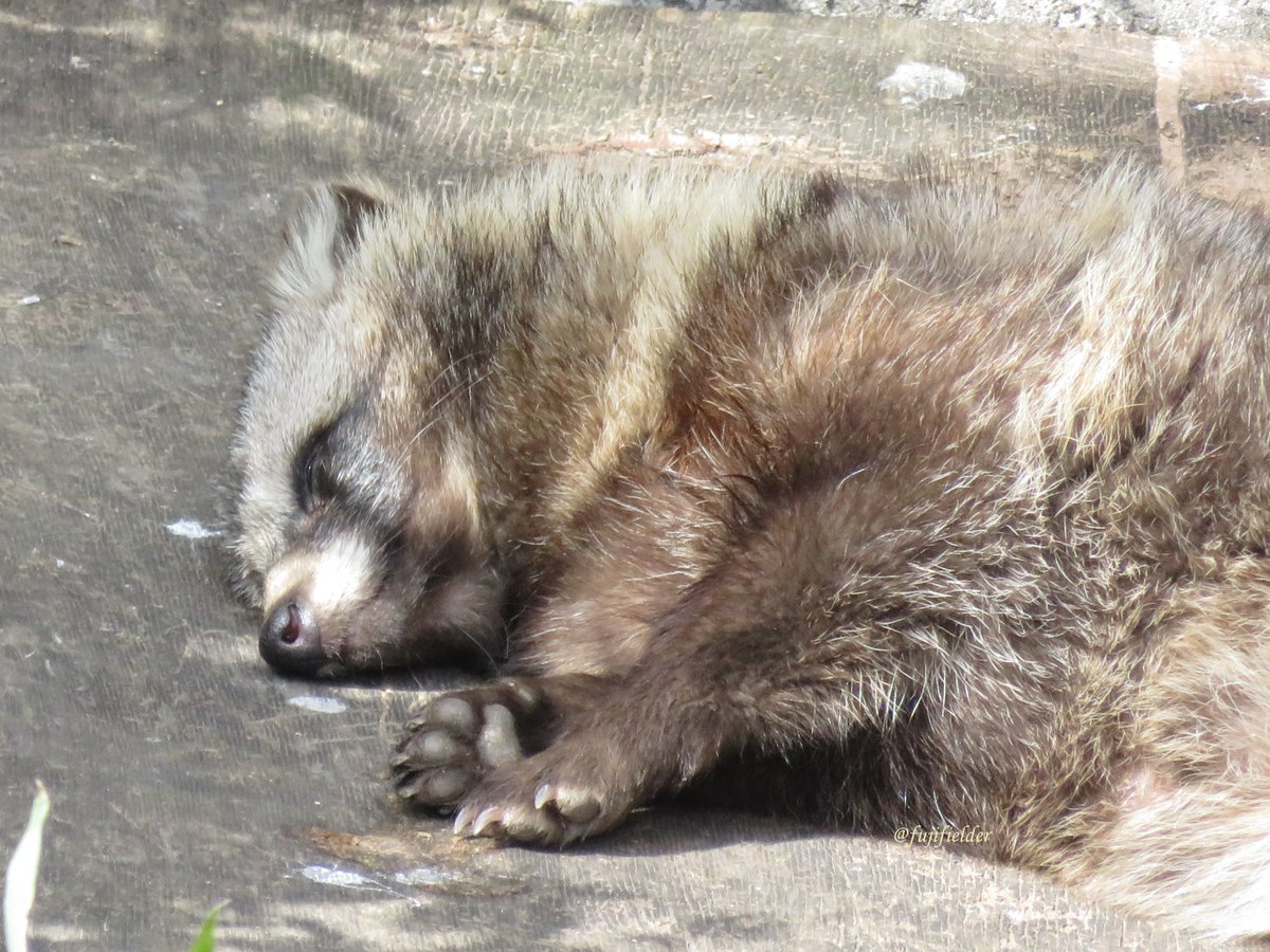fujifielder's tweet photo. #全日本きもちよさそうに眠るたぬき選手権
#東山動植物園
#ホンドタヌキ
2025/02/下旬 https://t.co/SOCsmgLvmi