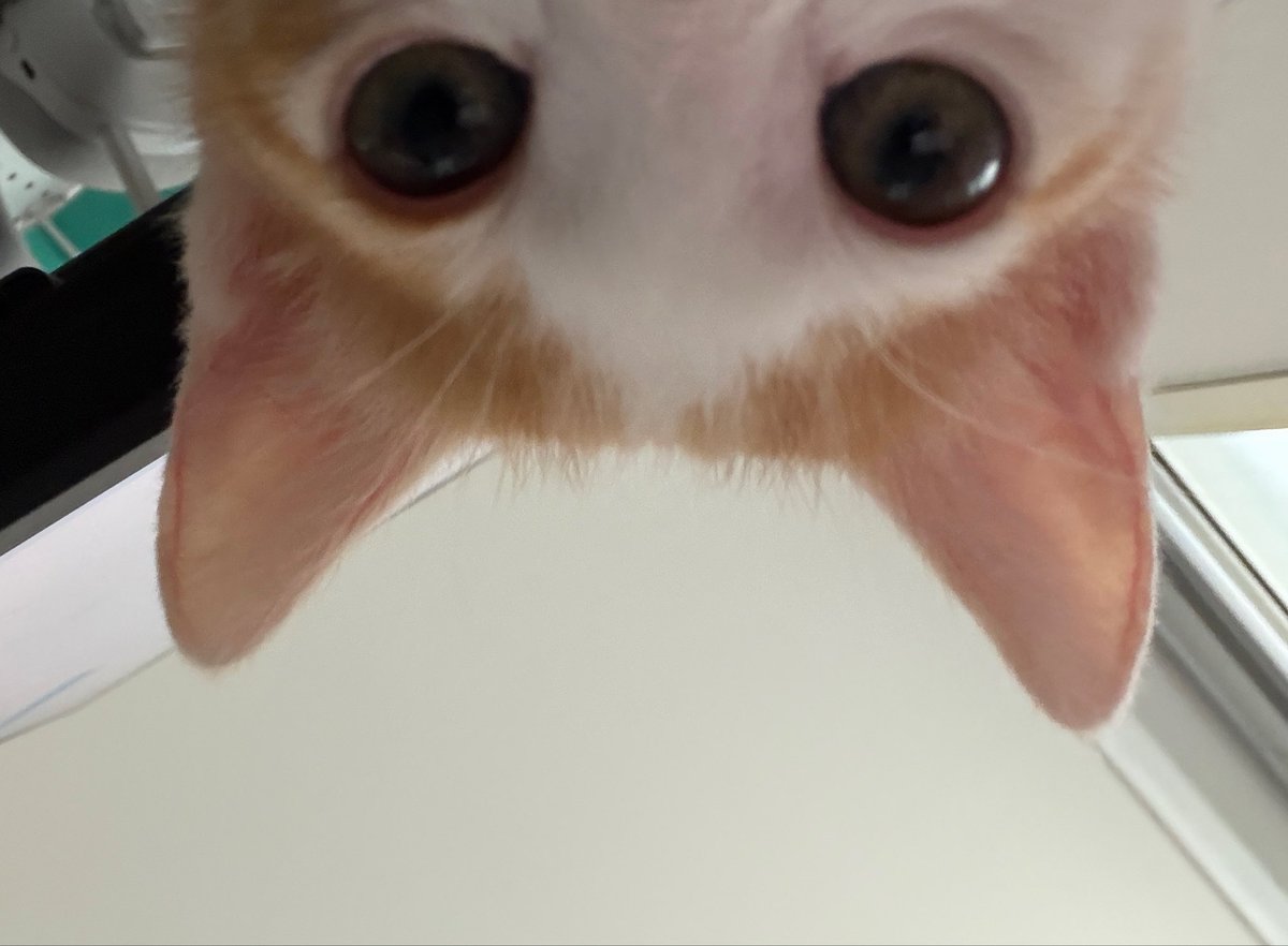 lachata_cat's tweet photo. 그거는,
몰르는일이죠? https://t.co/Yd5EIgpBiE