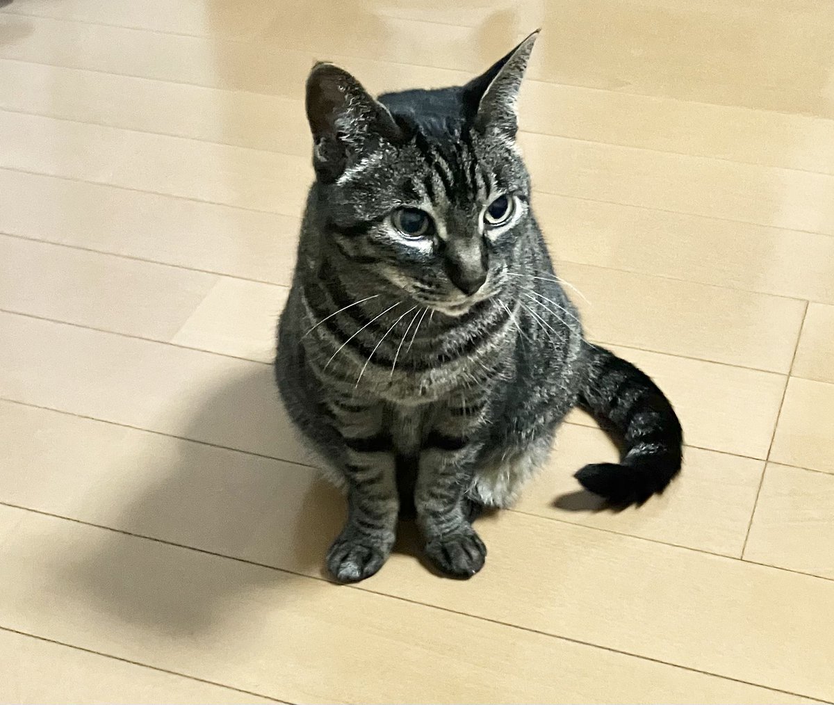 tora_moru's tweet photo. 数ヶ月ぶりに急に👦🏻帰ってきて
ビックリして逃げちゃったﾆｬ🐈‍⬛💦

忘れたわけじゃないよね？🥺 https://t.co/eX3FJU2K6f