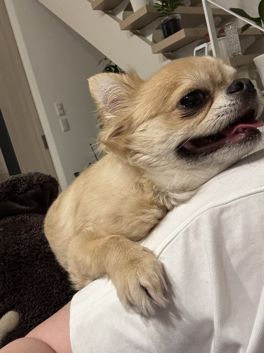 aaa030nyan's tweet photo. ずっと離れない重り4キロ🐕 https://t.co/wBjPnCLdpo