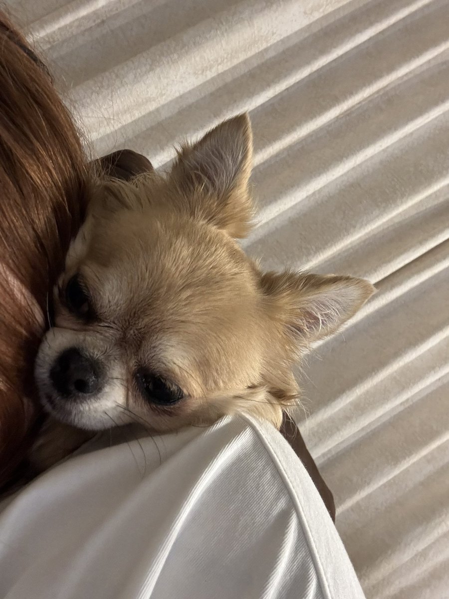 aaa030nyan's tweet photo. ずっと離れない重り4キロ🐕 https://t.co/wBjPnCLdpo