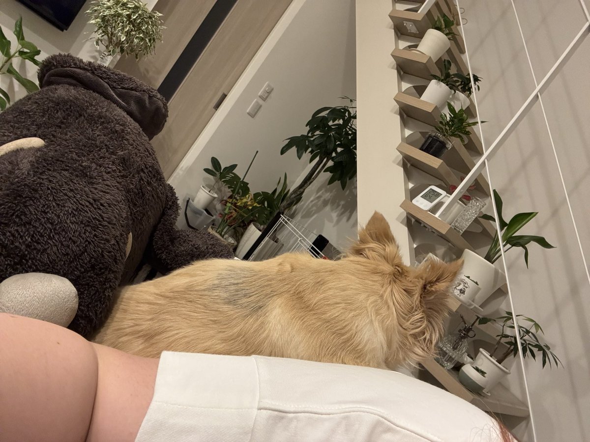 aaa030nyan's tweet photo. ずっと離れない重り4キロ🐕 https://t.co/wBjPnCLdpo