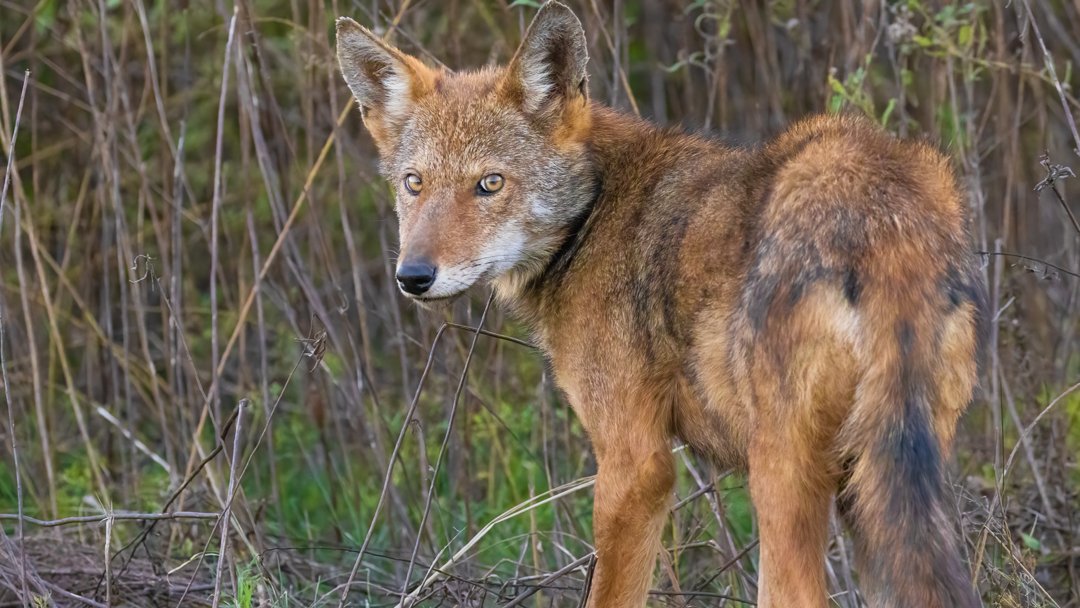 giveashitnature's tweet photo. The most endangered wild canid on Earth doesn't live in a remote jungle or a distant country. It lives in five counties in North Carolina, and right now there are somewhere between 28 and 31 of them.

The red wolf once ranged across the entire southeastern United States, from Pennsylvania to Florida and west to Texas. It was declared extinct in the wild in 1980 after a century of predator control programs and habitat loss. 

14 individuals were captured and used to start a captive breeding program. In 1987, the first red wolves were released onto the Alligator River National Wildlife Refuge in Dare County. It was the first time a species declared extinct in the wild had been reintroduced to its former range in North America.

By 2010 the wild population had reached roughly 130 animals across the five-county recovery area. Then gunshot mortality spiked, management decisions went poorly, and the number fell off a cliff. By early 2025 only 16 known wild red wolves remained.

The 2025 breeding season was the best in years. Four wild litters were born, 20 pups total, and the population estimate climbed to somewhere between 28 and 31. It's a fragile recovery. Vehicle collisions, illegal shootings, and hybridization with coyotes remain constant threats. The captive population of roughly 280 animals in facilities across the country is the backstop.

The Alligator River refuge is about four hours from Raleigh. The wolves are there, documented, breeding.