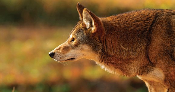 giveashitnature's tweet photo. The most endangered wild canid on Earth doesn't live in a remote jungle or a distant country. It lives in five counties in North Carolina, and right now there are somewhere between 28 and 31 of them.

The red wolf once ranged across the entire southeastern United States, from Pennsylvania to Florida and west to Texas. It was declared extinct in the wild in 1980 after a century of predator control programs and habitat loss. 

14 individuals were captured and used to start a captive breeding program. In 1987, the first red wolves were released onto the Alligator River National Wildlife Refuge in Dare County. It was the first time a species declared extinct in the wild had been reintroduced to its former range in North America.

By 2010 the wild population had reached roughly 130 animals across the five-county recovery area. Then gunshot mortality spiked, management decisions went poorly, and the number fell off a cliff. By early 2025 only 16 known wild red wolves remained.

The 2025 breeding season was the best in years. Four wild litters were born, 20 pups total, and the population estimate climbed to somewhere between 28 and 31. It's a fragile recovery. Vehicle collisions, illegal shootings, and hybridization with coyotes remain constant threats. The captive population of roughly 280 animals in facilities across the country is the backstop.

The Alligator River refuge is about four hours from Raleigh. The wolves are there, documented, breeding.
