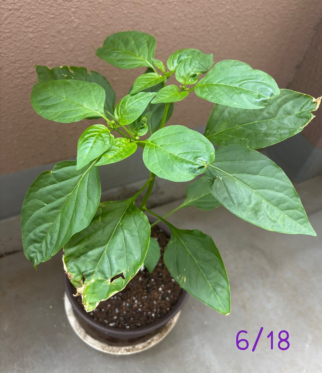 525tomochi's tweet photo. 職場の人にシシトウの苗を頂いて育て中🌱
10日で葉っぱがめちゃ増えたぁ🌿
実がなるの楽しみ～～～॑⸜(* ॑꒳ ॑*  )⸝⋆* https://t.co/v4I737jhnz
