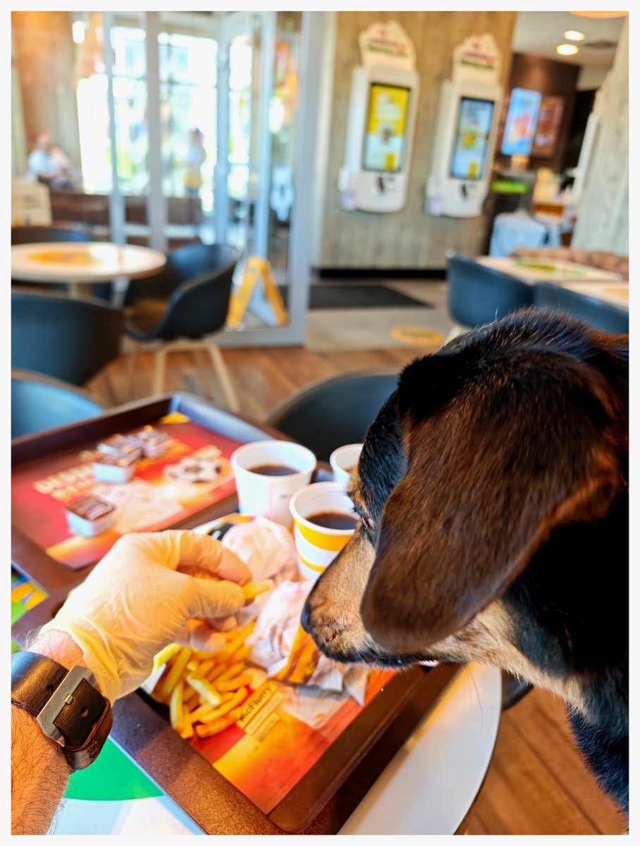 gerhard_zeiler's tweet photo. McDonald's – niemals ohne meinen Hund und niemals ohne meine Latexhandschuhe! 🐾🐾🧤🍔🍟 https://t.co/VxtTSq7H6P