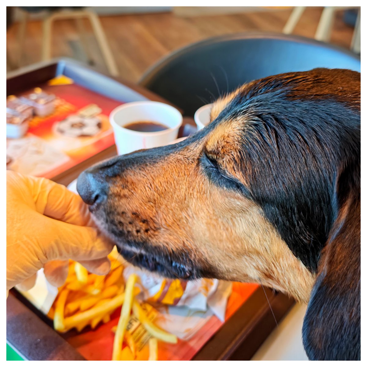 gerhard_zeiler's tweet photo. McDonald's – niemals ohne meinen Hund und niemals ohne meine Latexhandschuhe! 🐾🐾🧤🍔🍟 https://t.co/VxtTSq7H6P