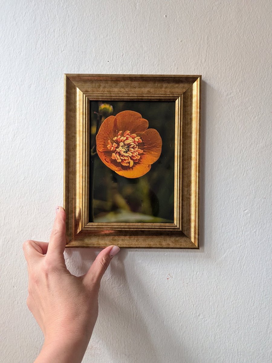 MatiolaScent's tweet photo. From camera to your wall 🖼️🌿 ​#Photography is my passion, and seeing my work come to life is the best part of the process. 
Here is one of my favorite shots, paired with a frame that highlights its style perfectly.

 Ready to refresh your #interior? 
1️⃣ Visit my shop https://t.co/GhFcGUnA7K
2️⃣ Choose the digital prints you love. 
3️⃣ Print them easily at a local print center or order a premium canvas print. ​

Every file comes in professional 300 DPI quality, ensuring crisp details and vibrant colors.

#photographyprint #floralphotography #printableart #homedecorideas #wallartprint #300dpi #digitalprints #instaphoto #natureoncanvas #printshop