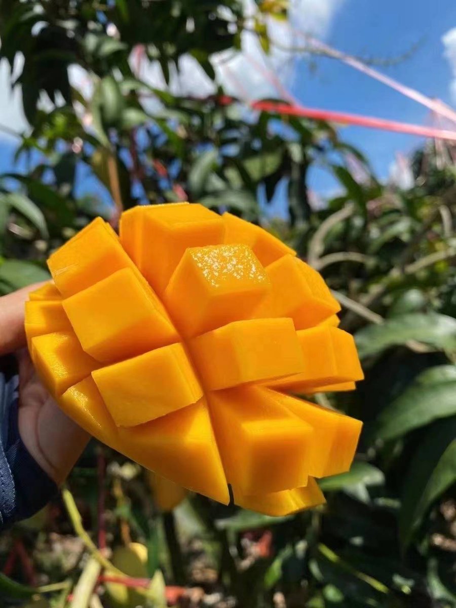 AKXFG7Xk7DGvmie's tweet photo. Sharing the best crispy mango chips with my crew today—sunny vibes + sweet-sour crunch = perfect afternoon pick-me-up! ， https://t.co/jvZBGQtJsG