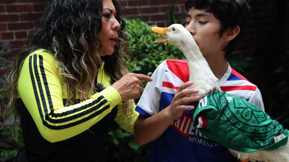lbajopalabra's tweet photo. MERLÍN, UN PATO DOMÉSTICO SE HA CONVERTIDO EN LA MASCOTA NO OFICIAL DEL MUNDIAL 2026 EN MÉXICO. SALINAS PLIEGO SE FIJA EN EL PATO, ENTONCES LE SALTA EL SAT A LA FAMILIA

Merlín es un pato domesticado de aproximadamente 2 años y que se ha convertido en la mascota no oficial, o “mascota del pueblo”, del Mundial 2026 en México. El pato pertenece a Carla Ivette Gómez y a su hijo Cristian. El animalito acompaña diariamente a su dueña mientras vende aguas y refrescos en las calles del Centro Histórico de la CDMX. “Merlín” se volvió viral tras los festejos por la victoria de México ante Sudáfrica al aparecer en redes sociales con camiseta del Tri, collar y calcetines protectores en las patas, caminando con su característico contoneo entre la afición. Los videos acumulan millones de vistas. La familia lo considera “uno más de la familia” y “el heredero”. Lo han domesticado con paciencia desde pequeño y nunca lo dejan solo en casa. Su popularidad lo llevó a ser invitado al Fan Fest del Zócalo, donde la FIFA lo contactó para una reunión y lo ha tratado como embajador informal del espíritu mexicano en el torneo. Comentan en redes que apenas el empresario Ricardo Salinas anunció que llevaría a “Merlín” y a su familia a ver los partidos de la selección mexicana, Karla Gómez, la dueña del pato, ha enfrentado presión del Sistema de Administración Tributaria (SAT), esto relacionado con el incremento repentino de visibilidad y posibles ingresos indirectos. Sin embargo, no hay reportes oficiales confirmados de auditorías o acciones fiscales directas contra la familia por el pato. La familia ha expresado sorpresa por la fama y busca registrar legalmente la imagen de Merlín para protegerla de usos comerciales no autorizados por terceros. Karla ha reiterado que no buscaban explotar económicamente al pato y que siguen con su vida normal vendiendo aguas. Hay preocupación por posibles implicaciones legales (incluso bromas sobre la FIFA), pero hasta ahora el trato ha sido positivo y de reconocimiento.