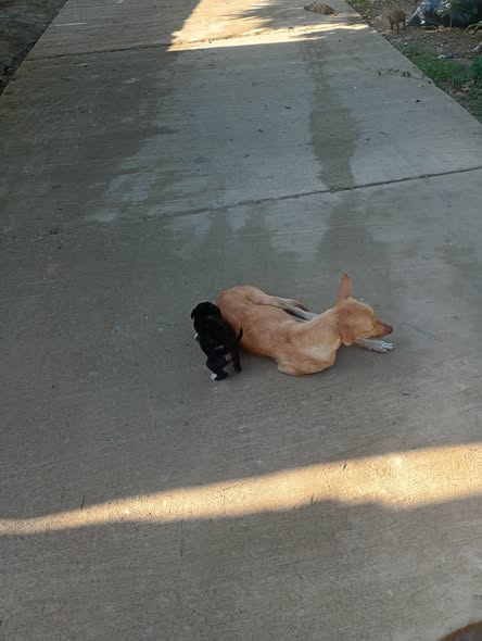 luisbeltrannoti's tweet photo. 🚨 URGENTE | Piden ayuda para perrita callejera y sus cachorros en Santa Marta
A través de una denuncia ciudadana, habitantes del sector de Luis R. Calvo, en Santa Marta, solicitan ayuda para una perrita en condición de calle que atraviesa una difícil situación junto a sus cachorros.

Según el reporte recibido, la perrita dio a luz a seis cachorros. Sin embargo, varios de ellos han fallecido en los últimos días y actualmente solo quedarían dos con vida. La comunidad manifiesta su preocupación por las condiciones en las que se encuentra el animal y teme que los cachorros restantes corran la misma suerte.

Los denunciantes aseguran que esta no es la primera vez que la perrita tiene crías en la calle, ya que habría tenido varios partos anteriormente, con desenlaces similares para los cachorros.

Por ello, hacen un llamado a fundaciones animalistas, rescatistas independientes, autoridades competentes y personas de buen corazón para que puedan brindar atención, protección y acompañamiento a esta perrita y a sus dos cachorros.

📍 Sector Luis R. Calvo, Santa Marta.