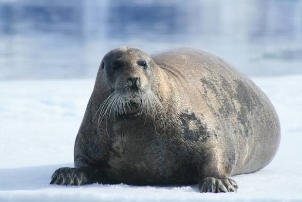 objectobje's tweet photo. @gumijay seal 🤐🦭😭😭 https://t.co/yJW6TvO6Xz