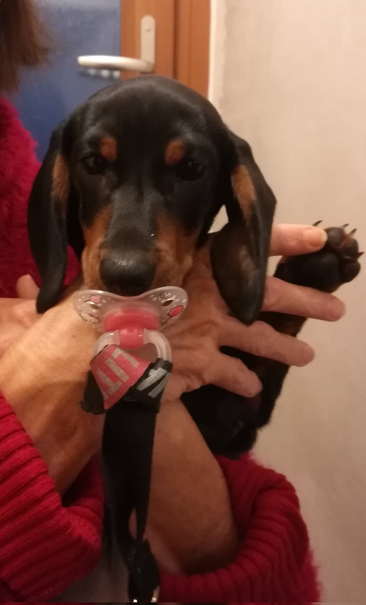 kosalupp's tweet photo. @Milo03c @strawbsizzy DACHSHUND SUPREMACY !!!!!!!!!!! have you seen mine shes a cutiiiiiee https://t.co/eJqS89qz7f