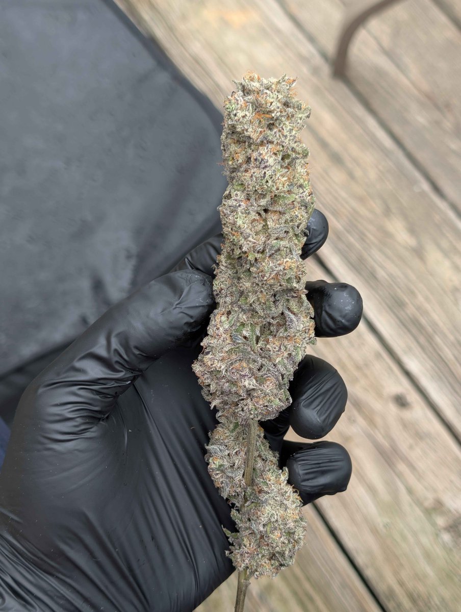 TheSeedShopUK's tweet photo. The proof is in the pudding. 
Bangkok Runtz 
Grown by peake_genetics 
Cooked by heisenbeans-genetics. https://t.co/s225paG2VT