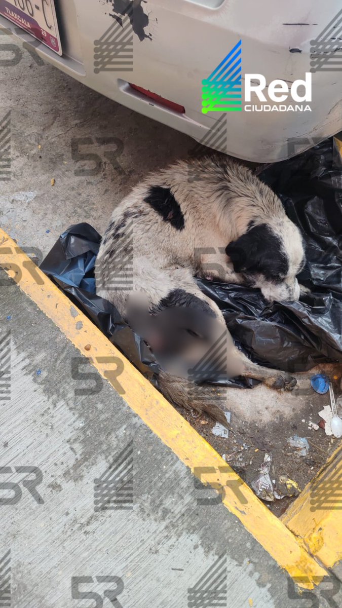 laredcincoradio's tweet photo. #ReporteRed🐶🚨|| En 11 Sur a la altura de San Ramón se reporta un perrito en malas condiciones, por lo que se solicita apoyo urgente de autoridades. @IBAGobPue https://t.co/7BVB0UvU9T