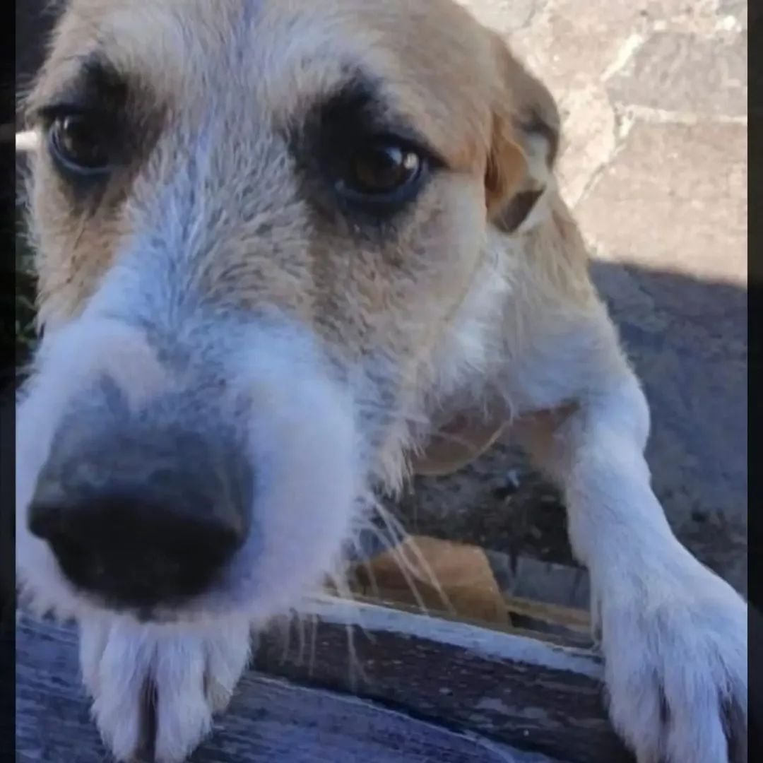 elcampito's tweet photo. Ofrecemos hacernos cargo de la guarda de Perejil y la evaluación y acompañamiento por etólogo y el equipo de educadores del Campito. 
Perejil es un perro abandonado acusado injustamente de matar a una niña y no merece la muerte ni confinamiento en una jaula en el pasillo de la👇 https://t.co/9DDUV7jXeB