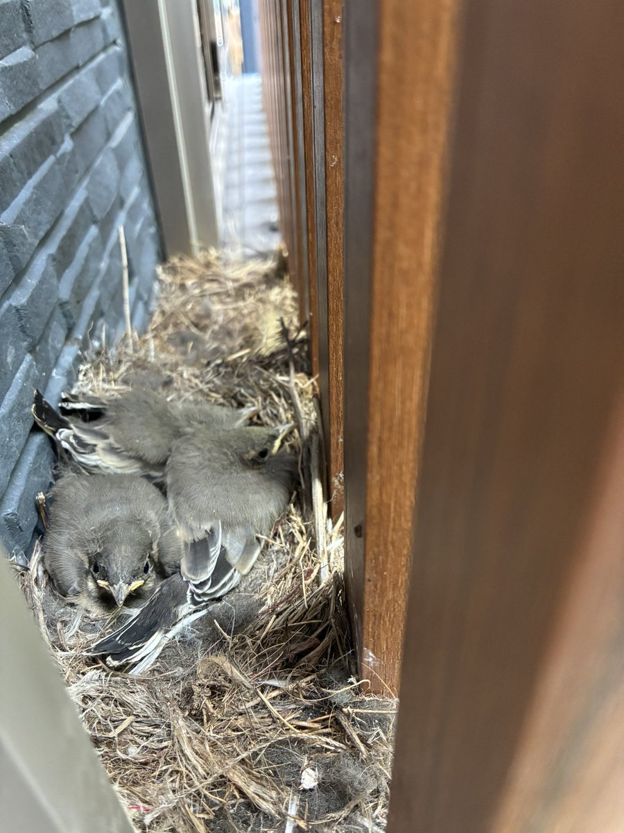szkymm's tweet photo. 家の外壁と格子の隙間に野鳥が巣作り🪺

気づけばヒナがぎゅうぎゅうに🐦🐦🐦

そして先日、全員無事に巣立っていきました。

ピヨピヨが聞こえなくなって少し寂しいけれど、無事に巣立てたようで良かった！ https://t.co/W2IW5CCFM5