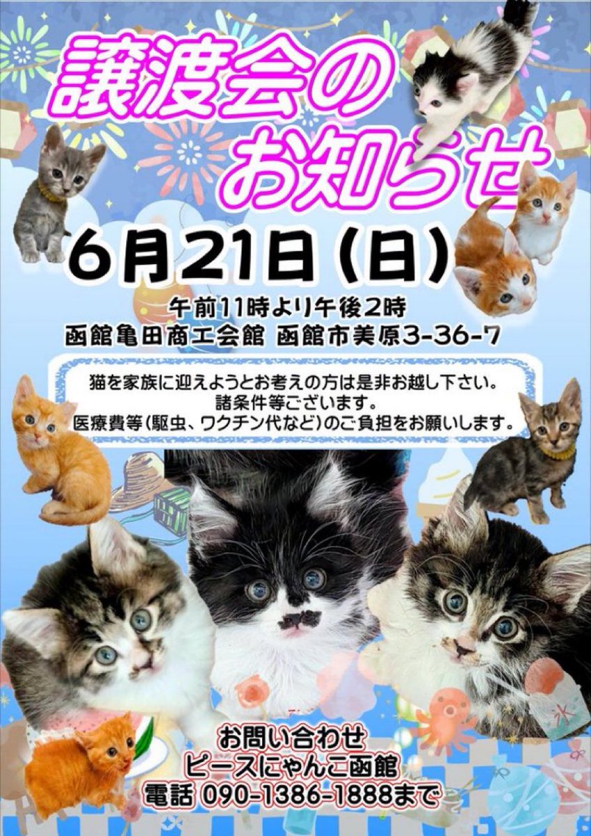 umeko_hakodate's tweet photo. いよいよですよ💕
かわいいニャンズがお待ちかね😻 https://t.co/GdigvmPY7p
