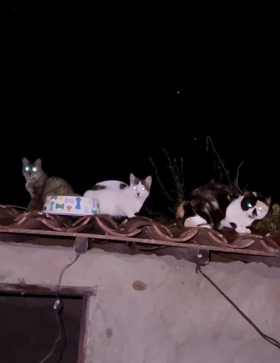 di_abrigo_davi's tweet photo. Titios, precisamos muito de ajuda. O abrigo alimenta além das vidas que acolheu, pelas ruas do povoado gatos e cachorros esperam todos os dias por comida e água, nos corredores, matos, telhados. 
O abrigo precisa de ração, sachês, areia e tapetinhos higiênicos, Churus
+ https://t.co/jv0kj42gxw