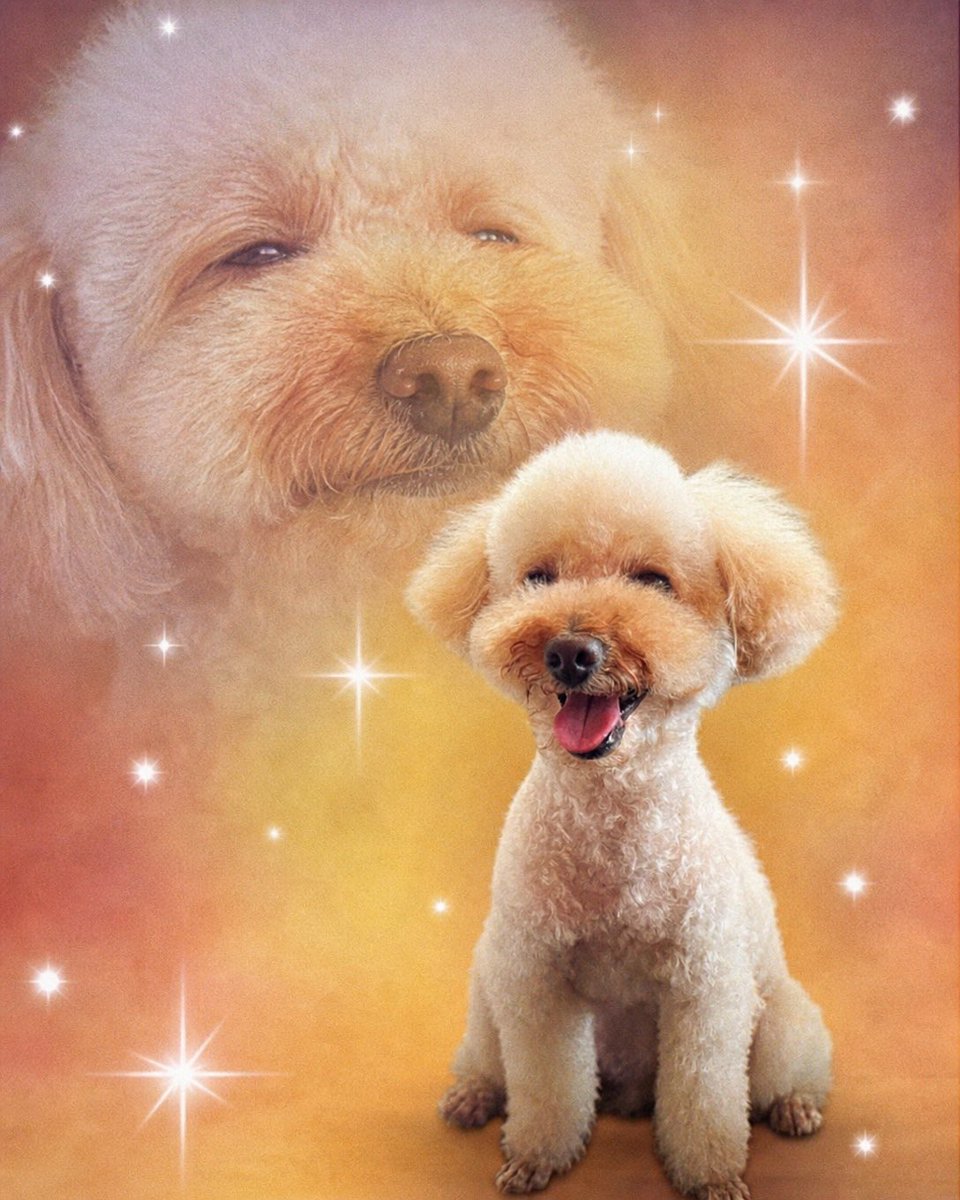 anmitu1515's tweet photo. ひなたさんにペットの写真全然載せないですねって言われたので🐶
きなこです🐶 https://t.co/4oxdd8VuEb