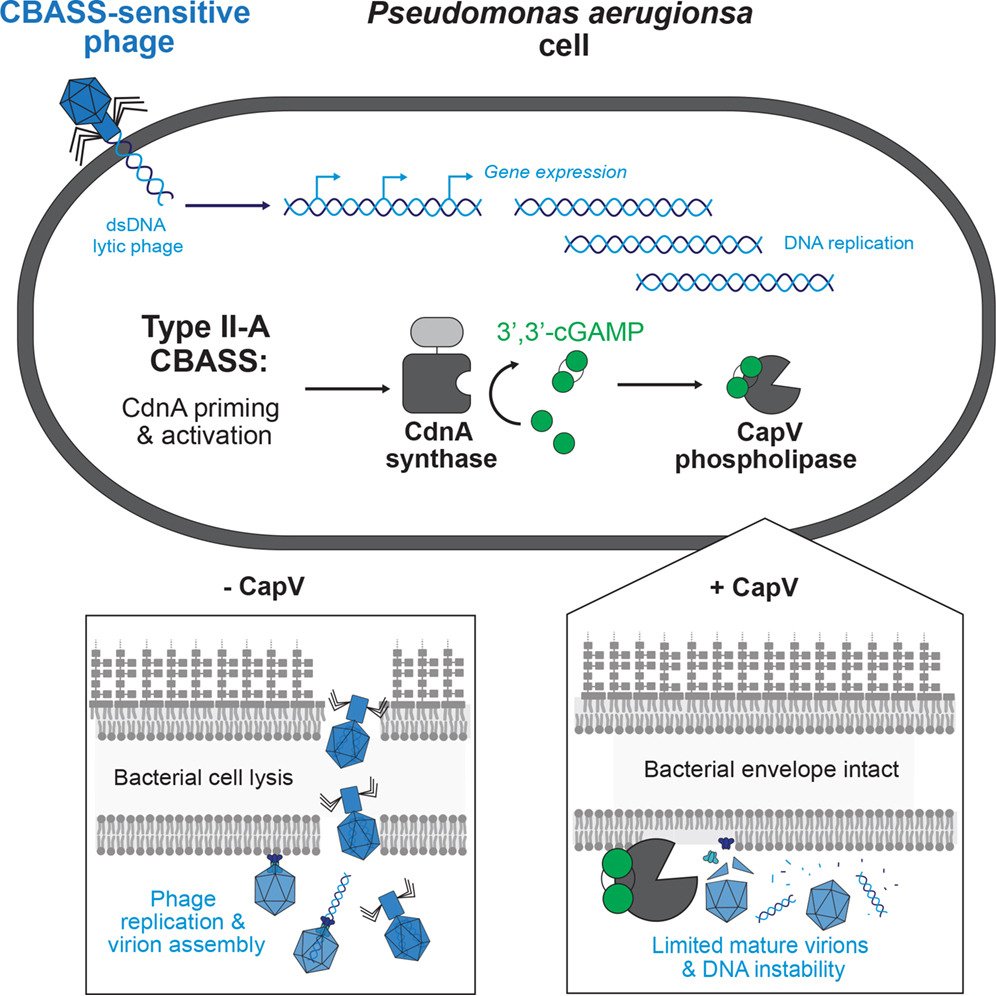 ojcius's tweet photo. CBASS limits #bacteriophage production while maintaining cell viability in #Pseudomonas aeruginosa

https://t.co/GsShCeIrvJ #phage #microbiology https://t.co/VvrDJnc0BC
