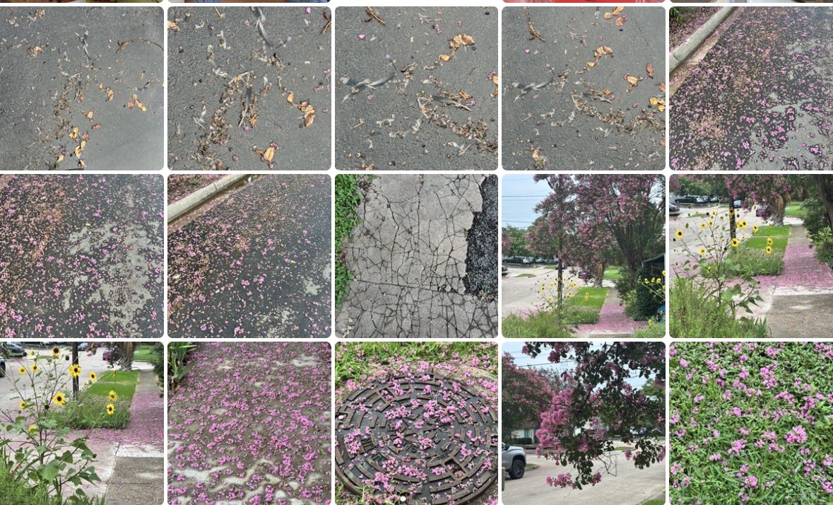ellehsan's tweet photo. all from my walk today https://t.co/TfwqGeimIB