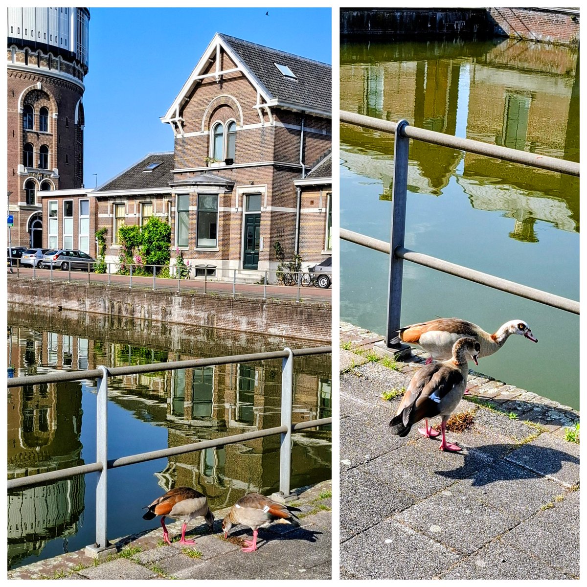 ger_elly8423's tweet photo. Zag gisteren óók nog 2 Nijlganzen bij de waterbassins van de Esch in Kralingen 🦆wens jullie alvast een fijne avond ⚽️ ⛹️ https://t.co/QDyKu20XMd
