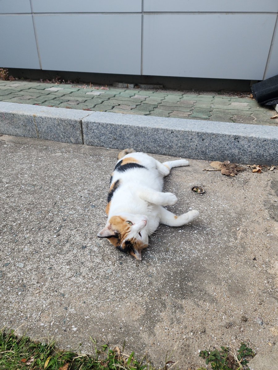 maxof4hrs's tweet photo. 고등학교 긱사 좋았던 점

1. 고양이 귀여움
2. 벚꽃 예쁨 https://t.co/Wwv7D63uZP