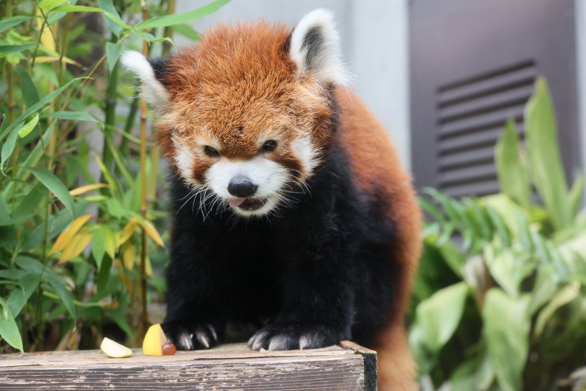 kitisukekiti's tweet photo. 18歳最終日のイケパンさん
#到津の森公園 #レッサーパンダ
#凌凌 #リンリン https://t.co/Nx67AVfDqK