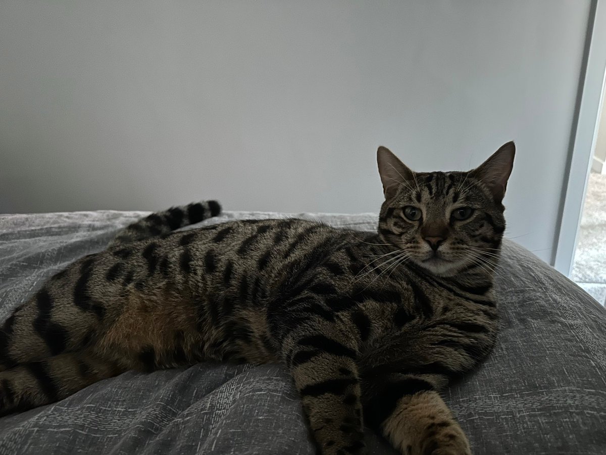 MissingPetsGB's tweet photo. #Caturday THESE TWO CATS 🐱🐱 are STILL #missing

#Shrewsbury
#Shropshire

Zuri has been missing the longest, now Zephyr is missing too

Zuri has been missing since 2023 &amp; had health issues
Zephyr missing since May 2026

Both are chipped &amp; marked missing🙏
@rebecca_1612 https://t.co/rybYdKwCeu