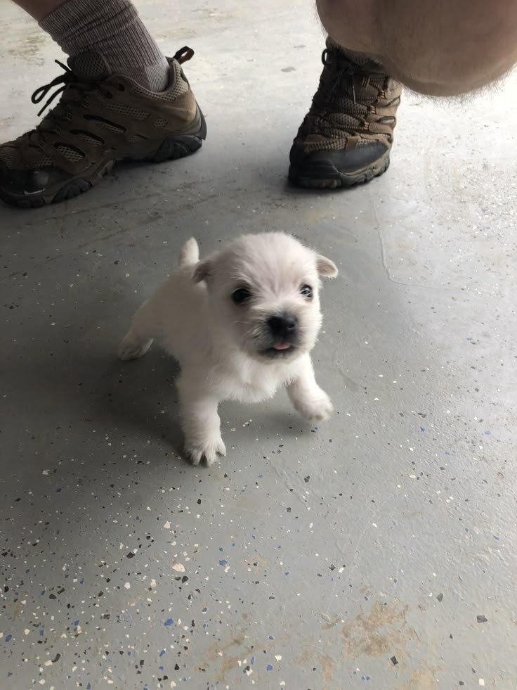 cutestpuppyy's tweet photo. https://t.co/GHXMlqIiDE